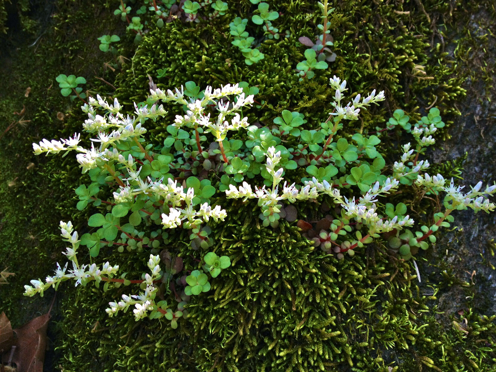 Native Plants_Three Leaved Stone Crop credit Fritz Flohr Reynolds.jpg